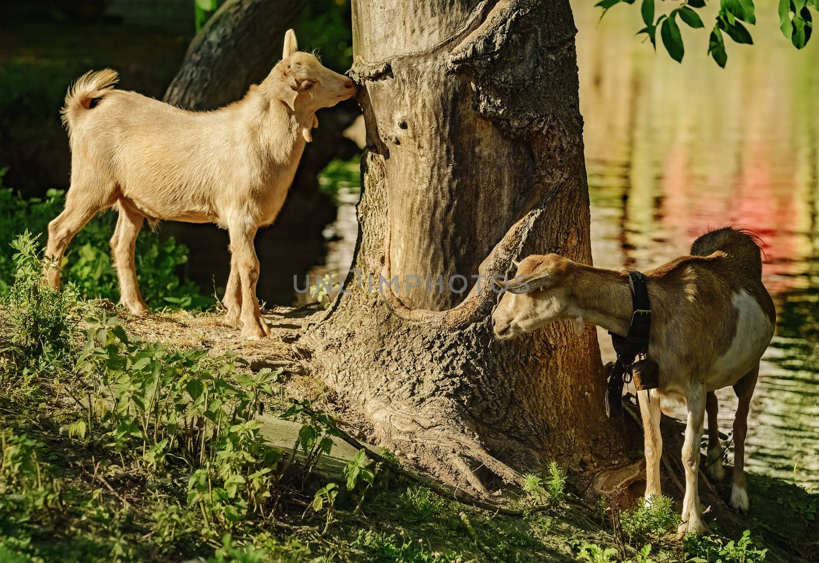 Goats standing on the bank of river near the tree