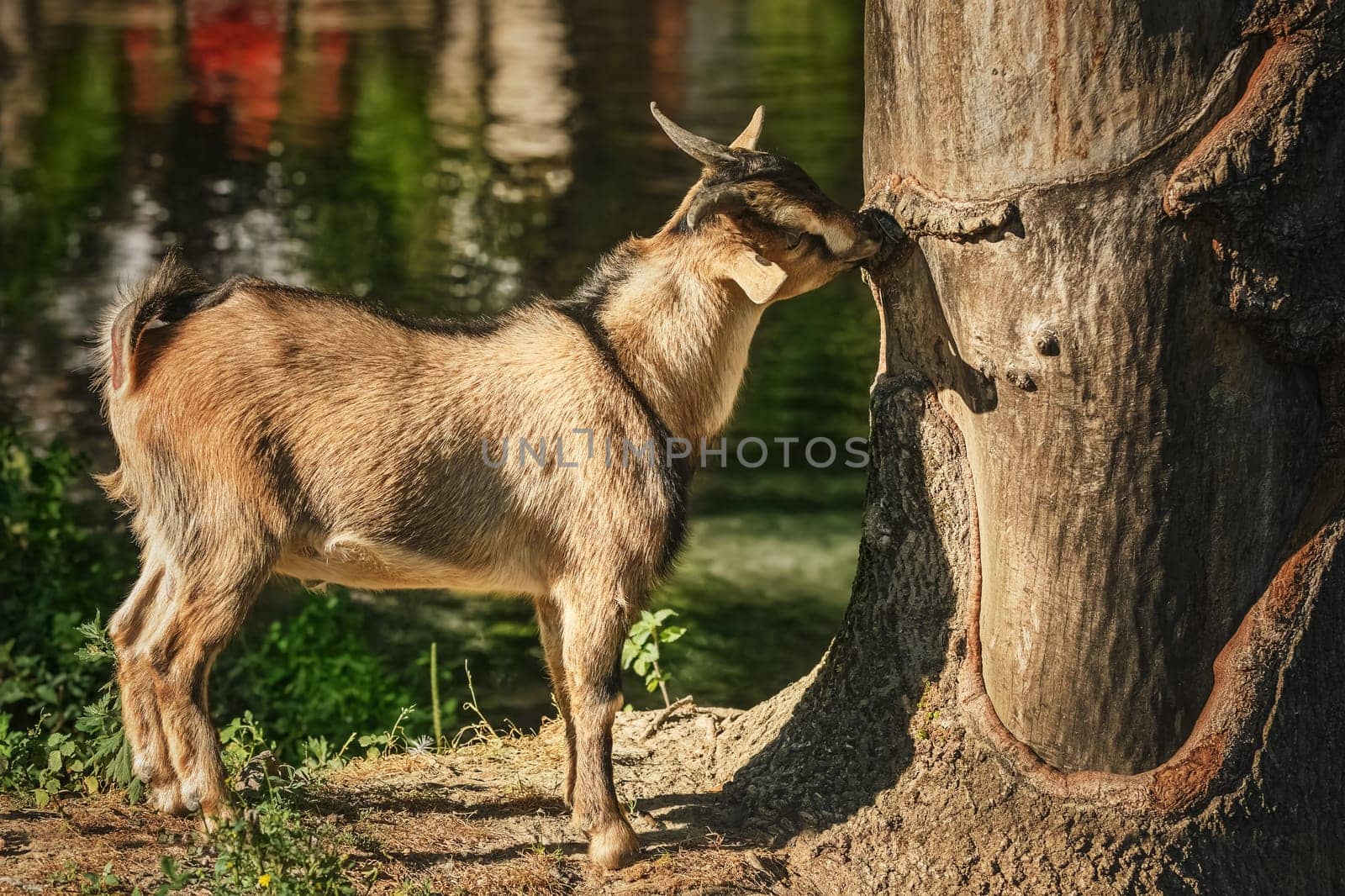 Goat standing on the bank of river near the tree
