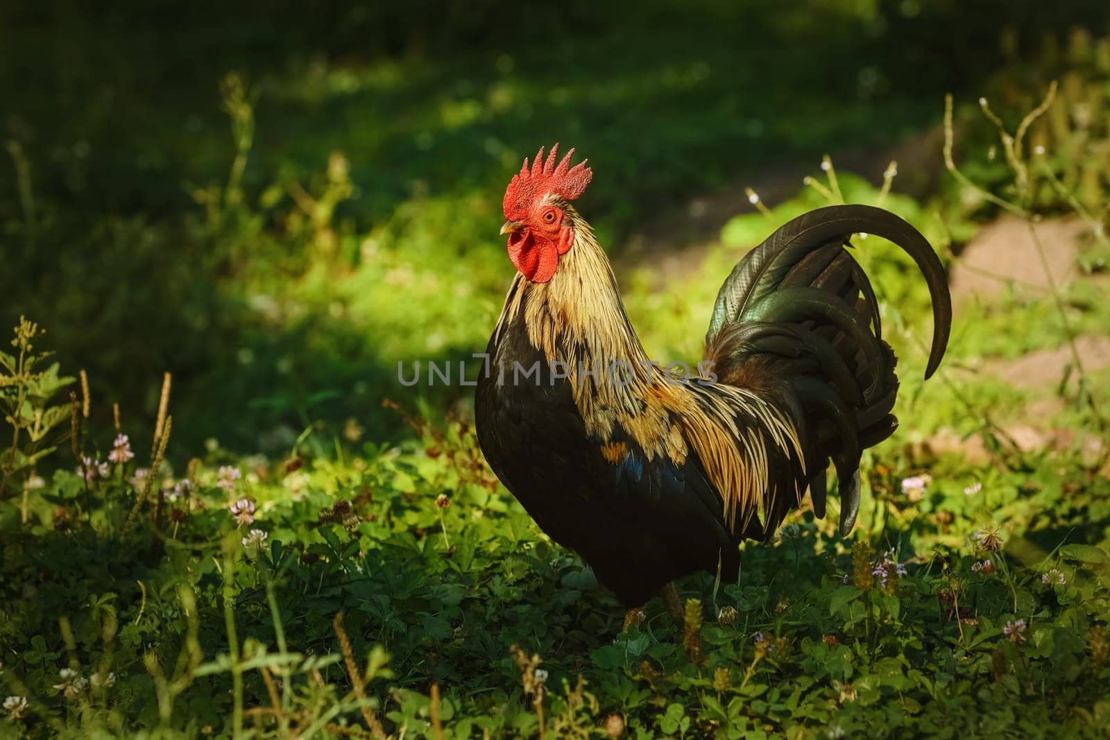 Roosters with red comb in the yard