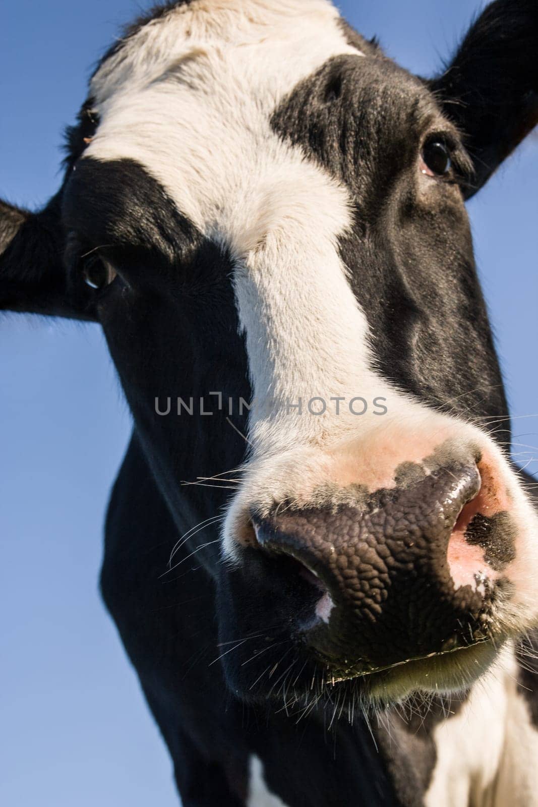 Cow showing big face against blue sky