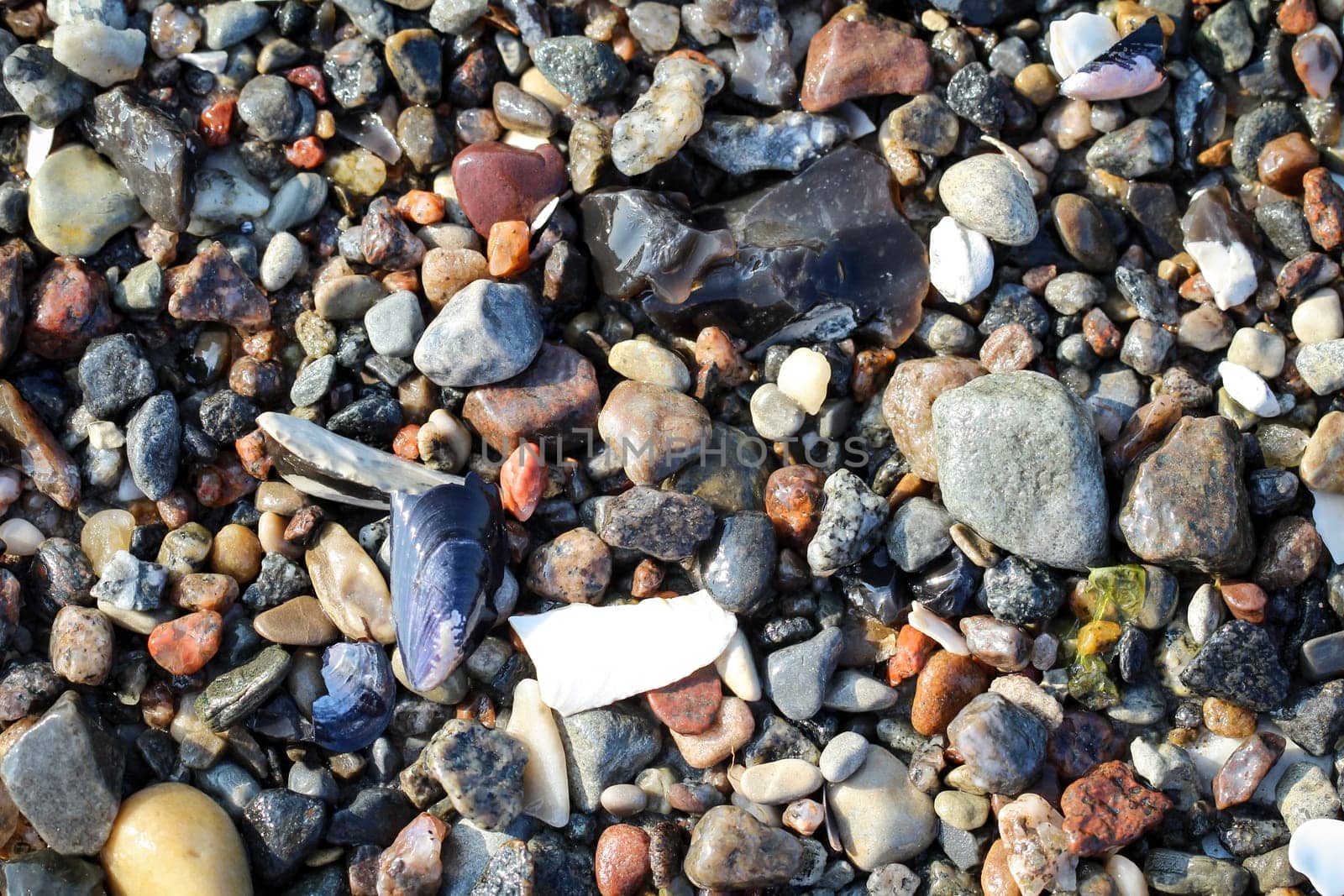 pebbles and shells on the beach of the baltic sea