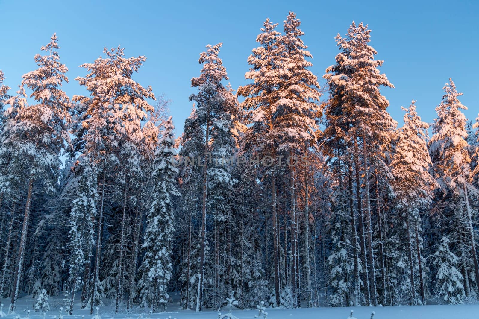 Pine tree line in winter with snow.
