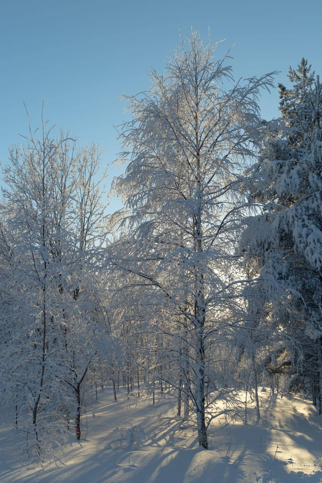 Snow Covered Birch Tree in winter with a blue sky.