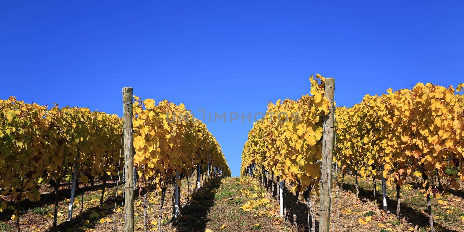 volkach is a well-known wine-growing region in Germany, Bavaria, Franconia