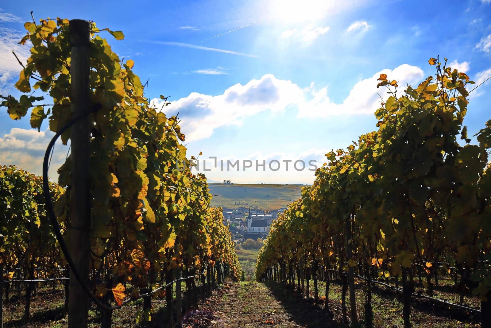 volkach is a well-known wine-growing region in Germany, Bavaria, Franconia