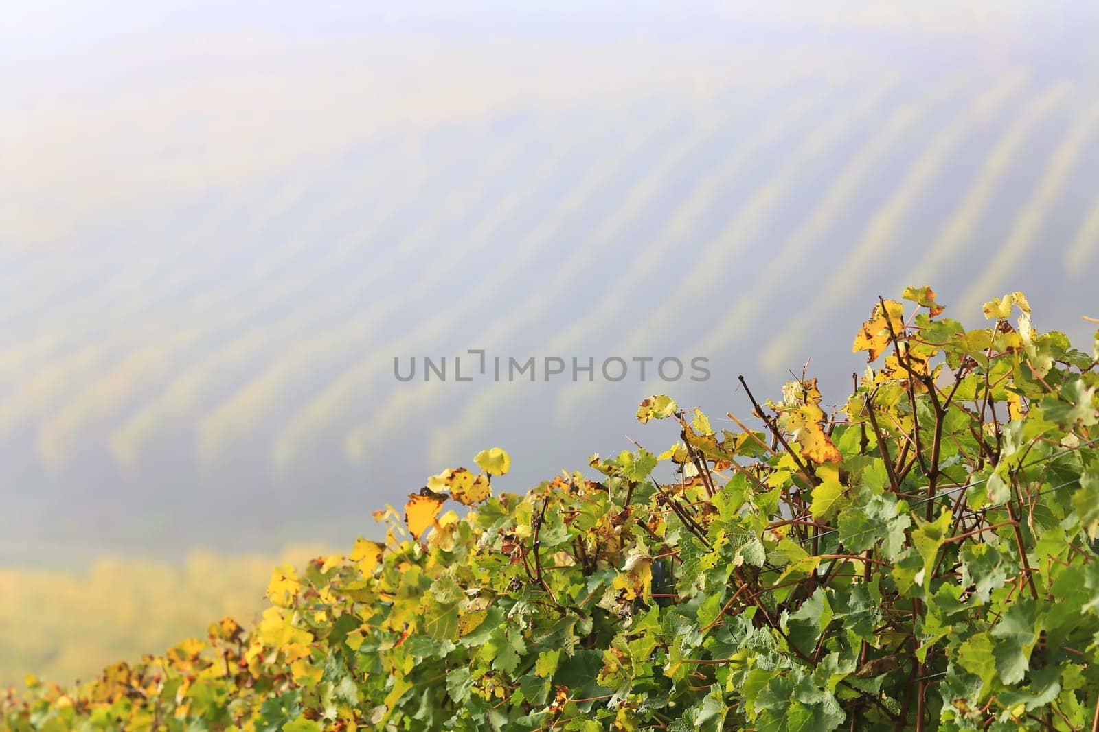 volkach is a well-known wine-growing region in Germany, Bavaria, Franconia