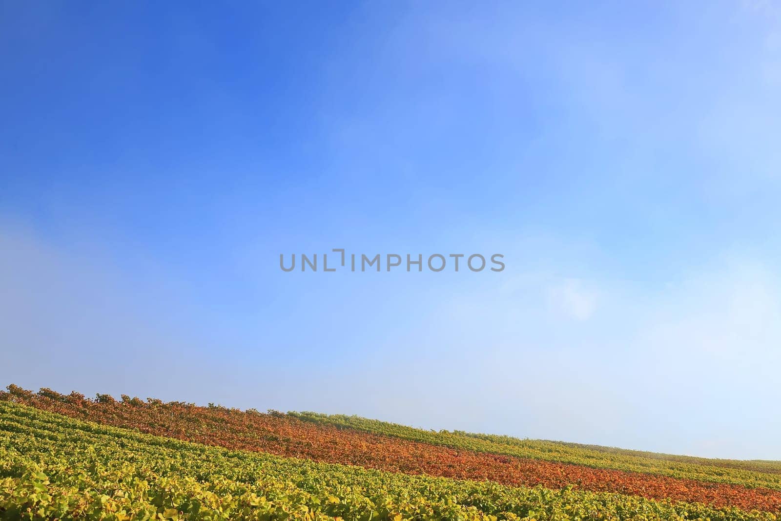 volkach is a well-known wine-growing region in Germany, Bavaria, Franconia
