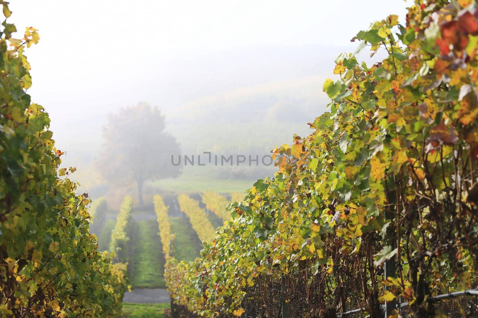 volkach is a well-known wine-growing region in Germany, Bavaria, Franconia
