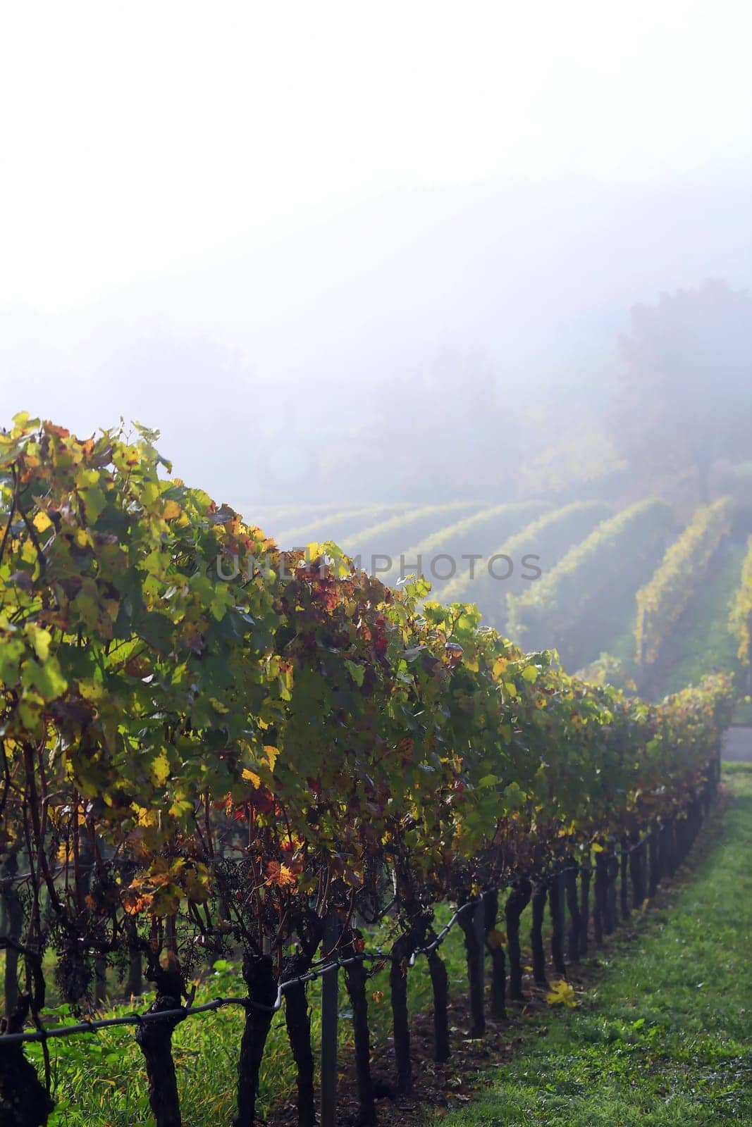 volkach is a well-known wine-growing region in Germany, Bavaria, Franconia