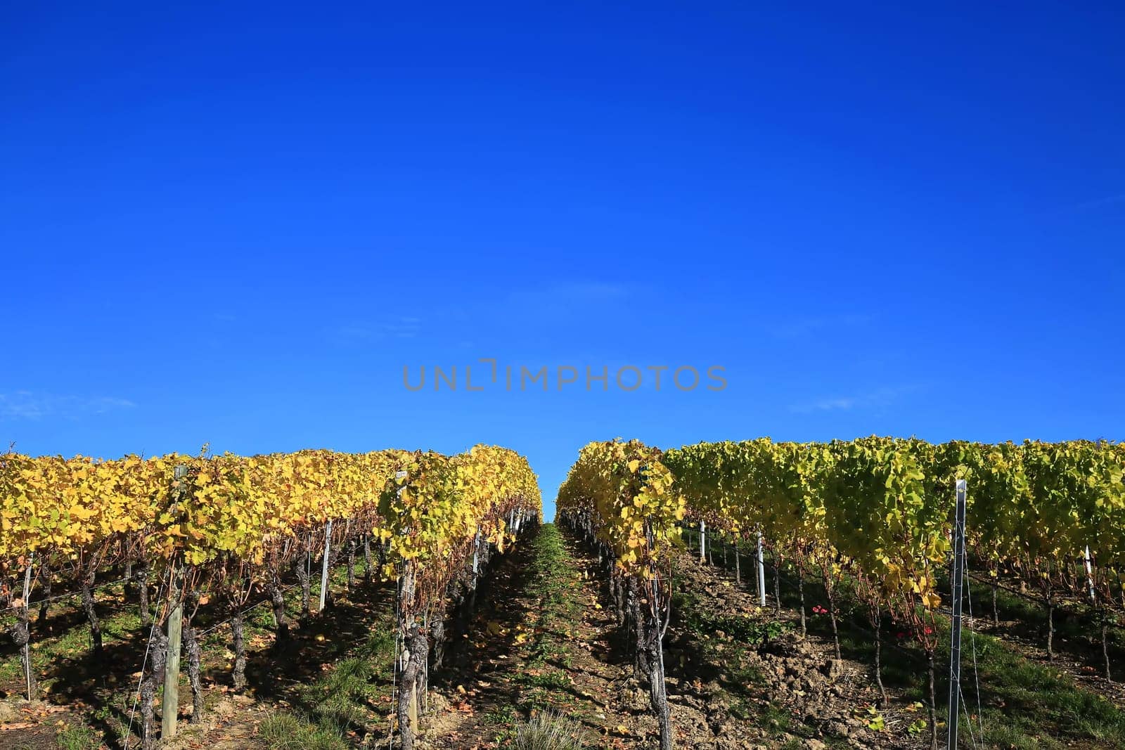 volkach is a well-known wine-growing region in Germany, Bavaria, Franconia