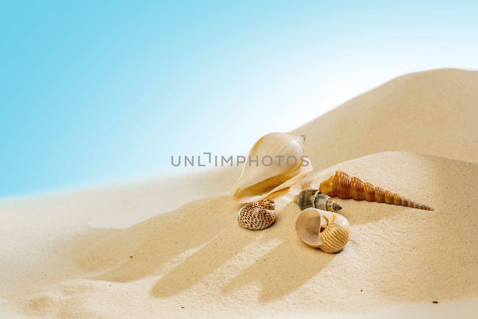 Close up view of shells on the sandy beach with blue sky background
