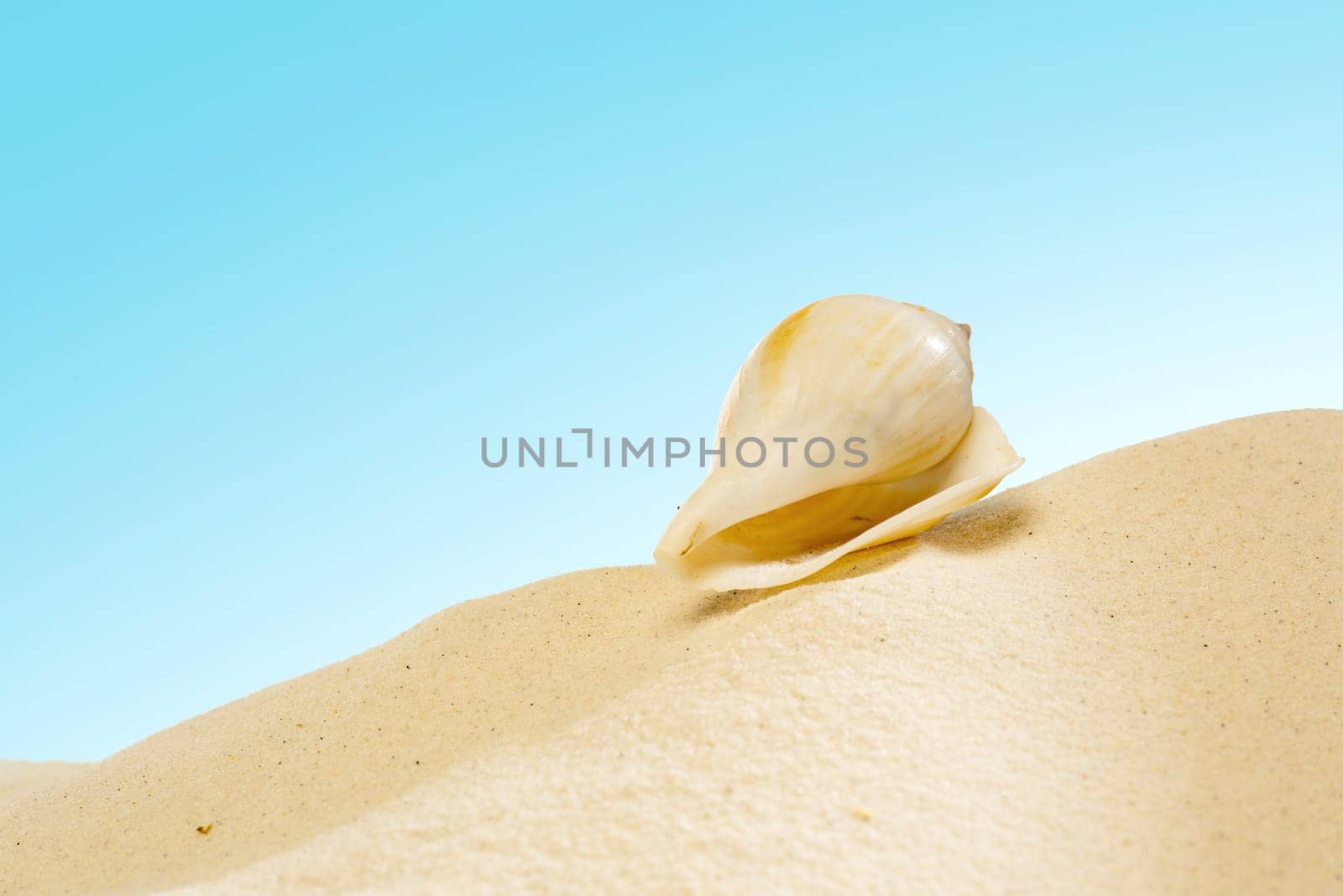 Close up view of shells on the sandy beach with blue sky background
