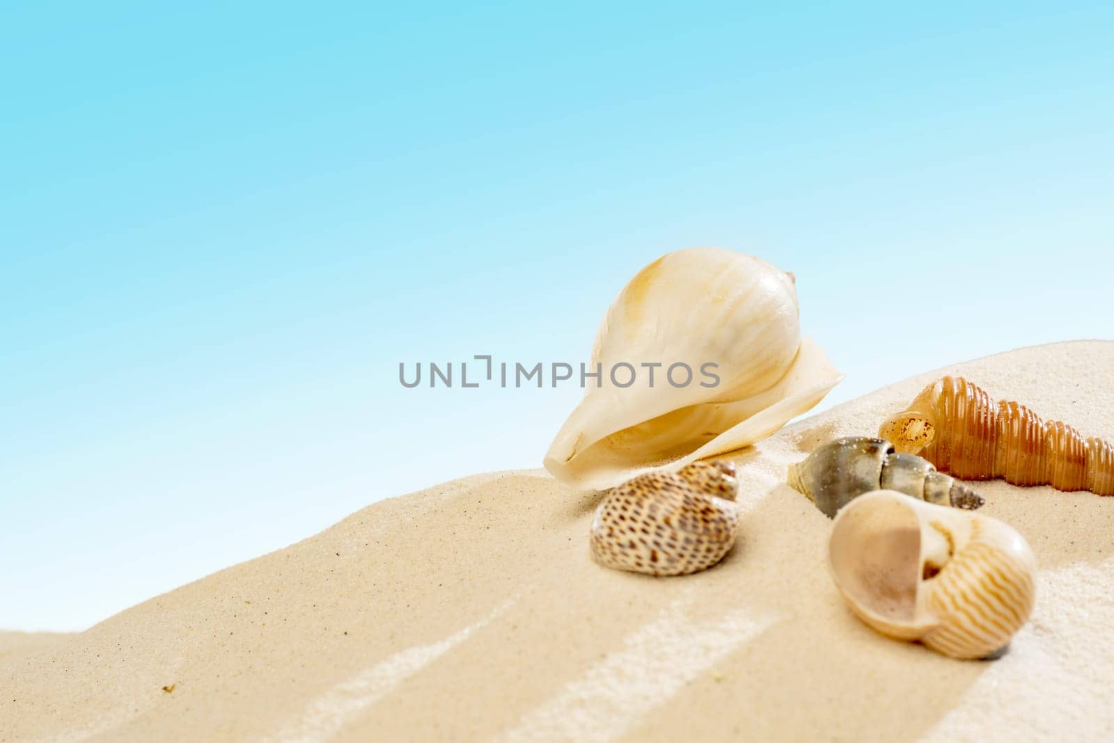 Close up view of shells on the sandy beach with blue sky background