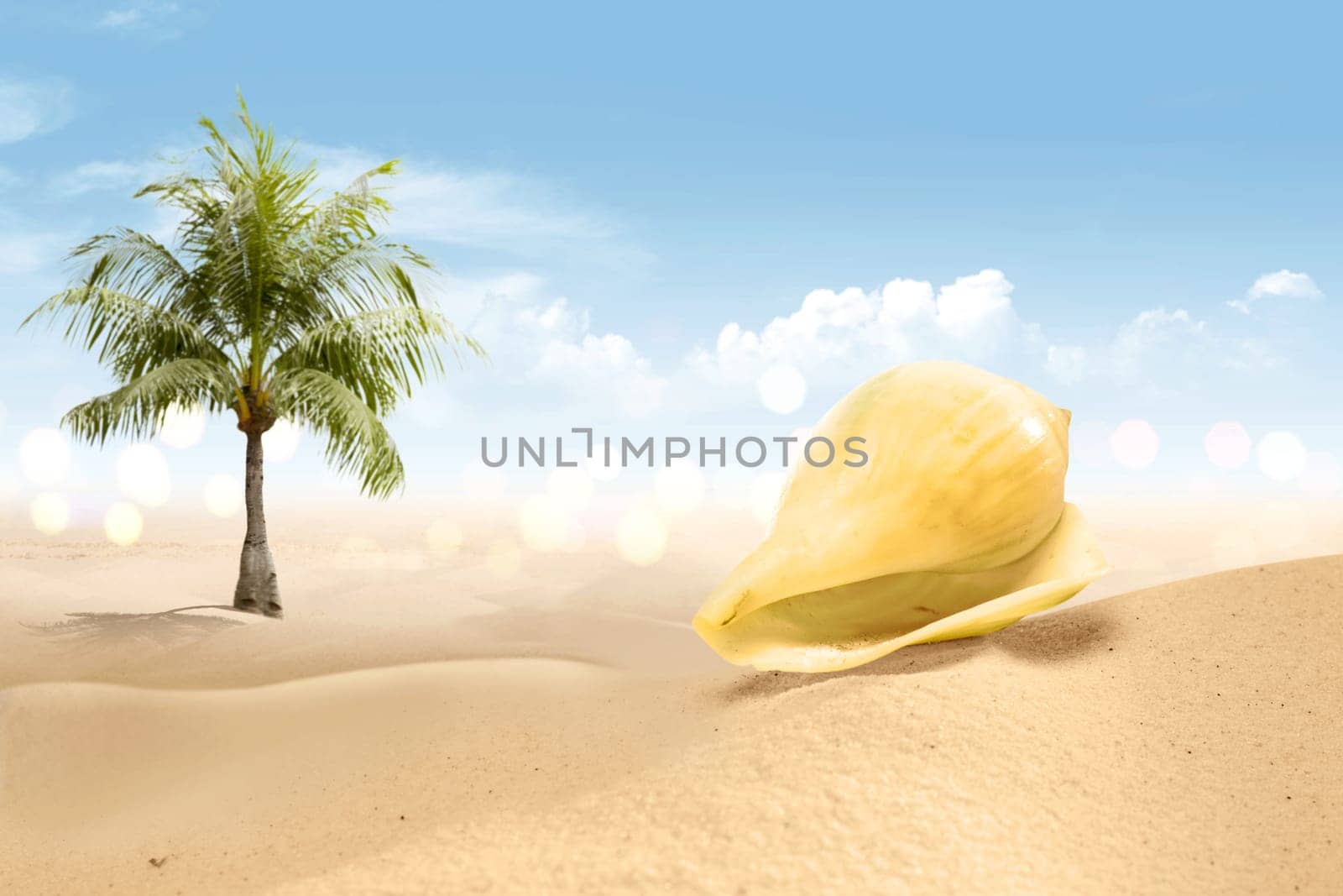 View of sandy beach with shells and palm tree over blue sky background