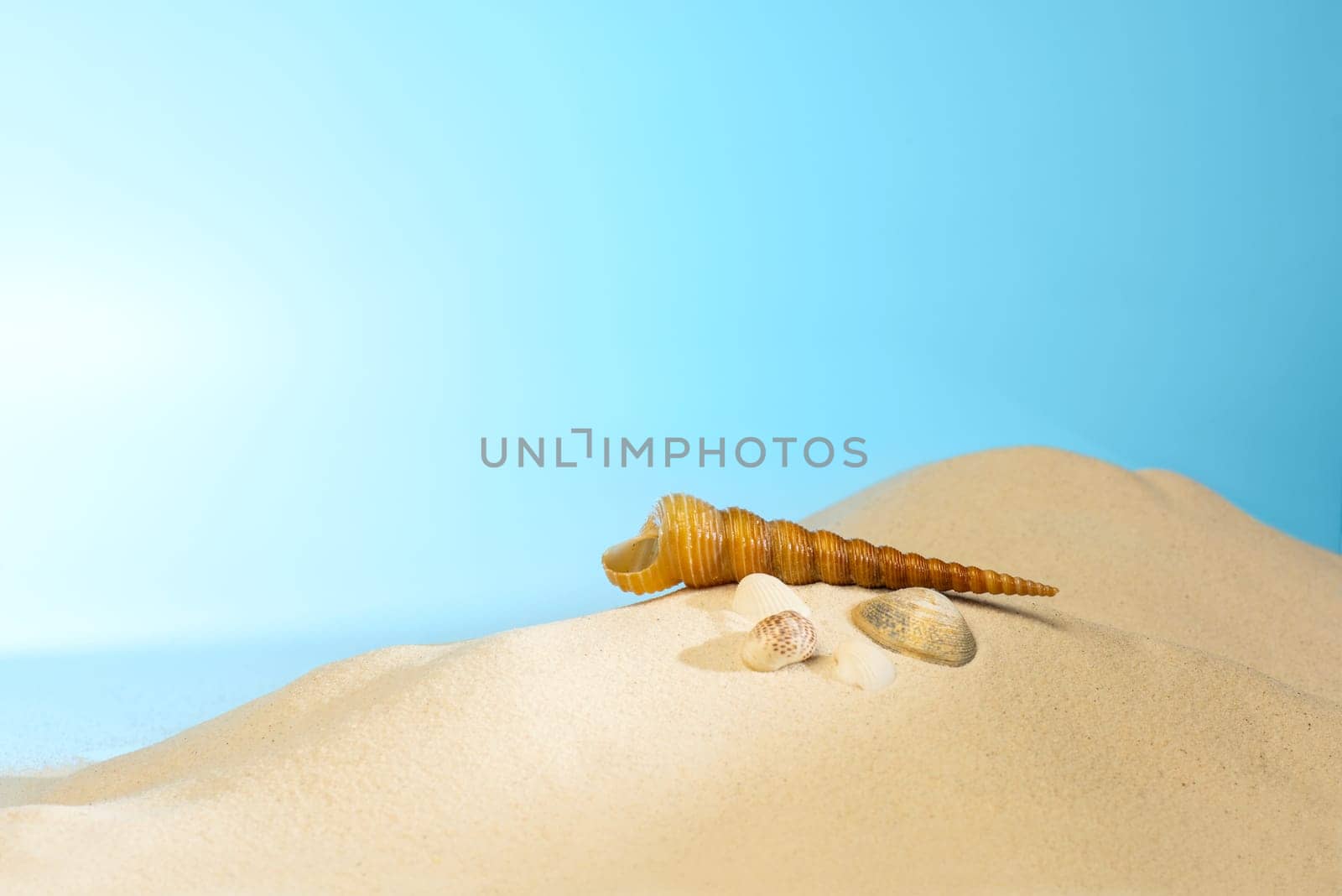 Close up view of shells on the sandy beach with blue sky background