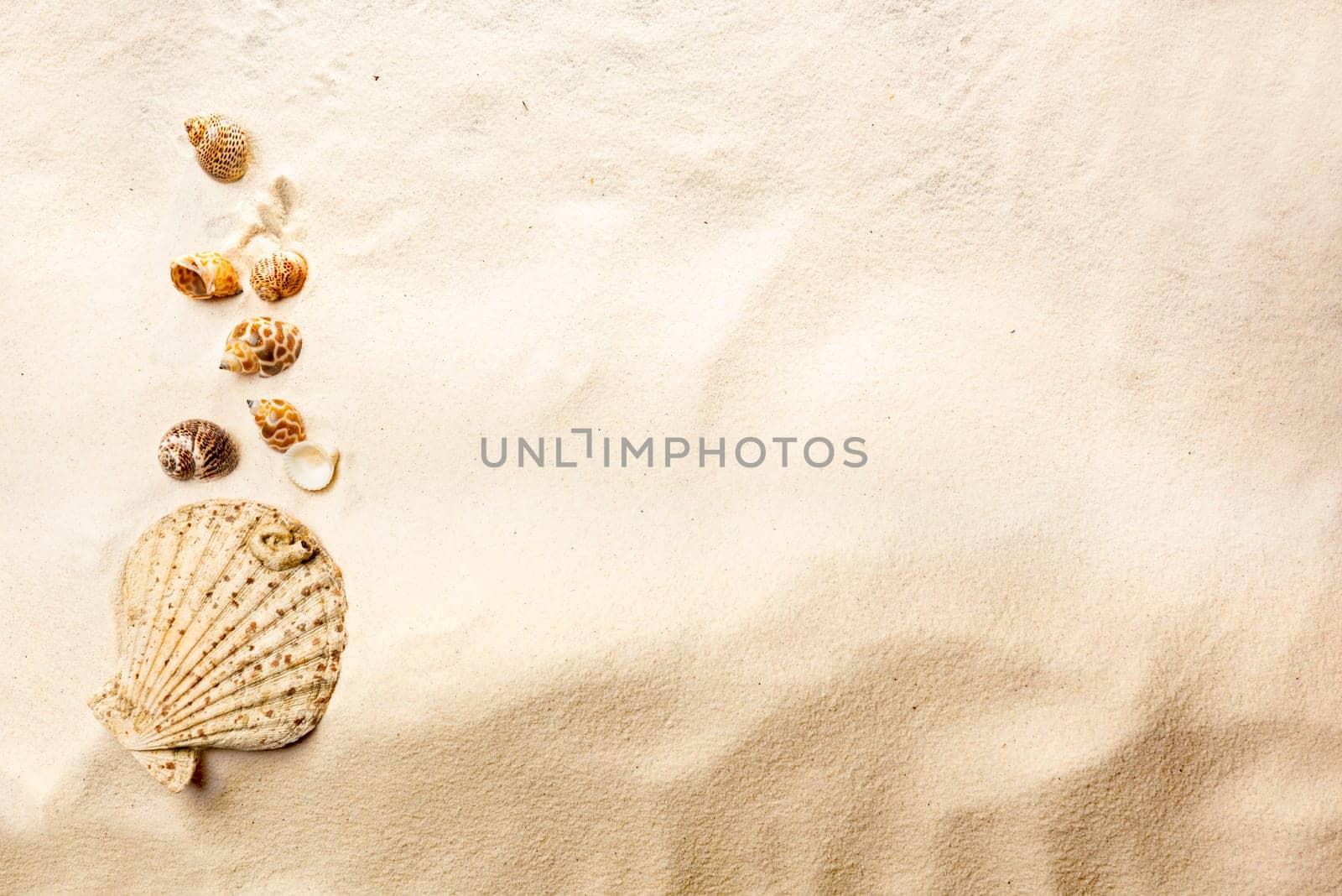 Top view of shells on sandy beach. Summer background