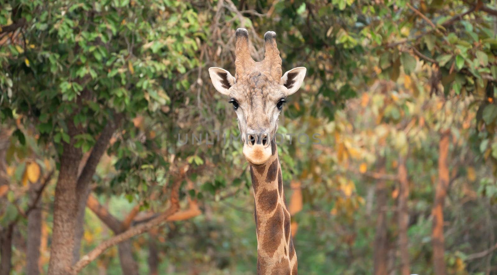 Close up of a giraffe head in nature