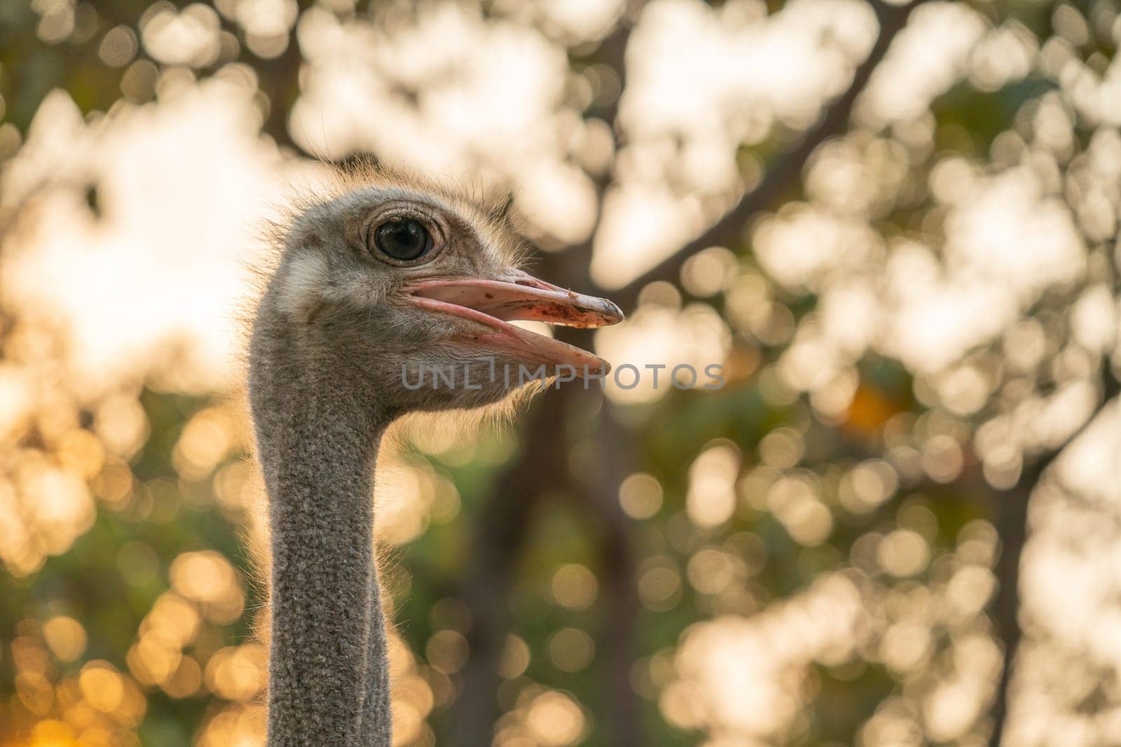 ostrich head and neck in the park
