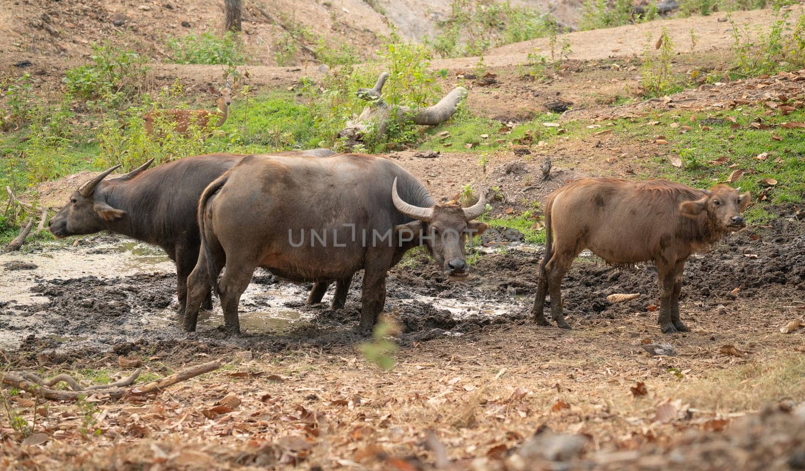 group of water buffalo in thailand countryside