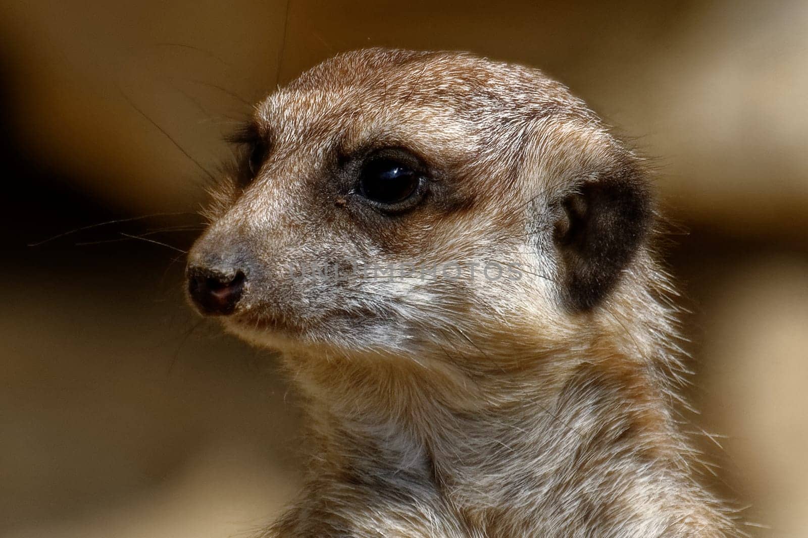 Meerkat