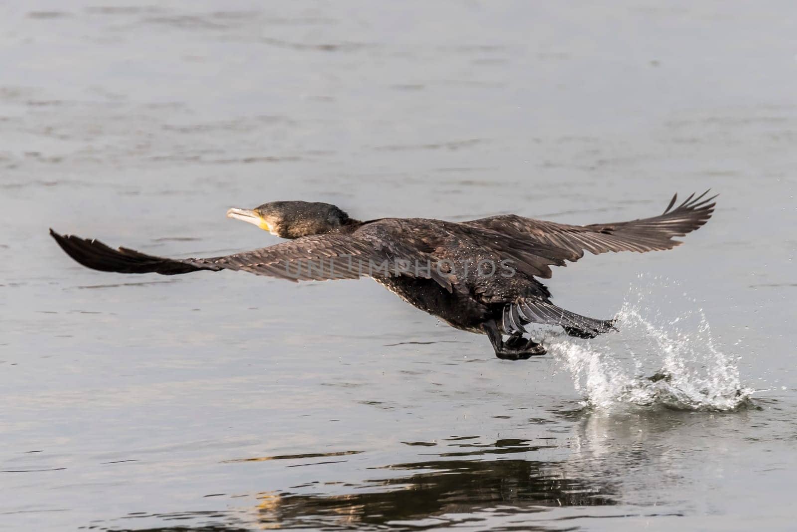 Flying cormorant at the start on a river or see