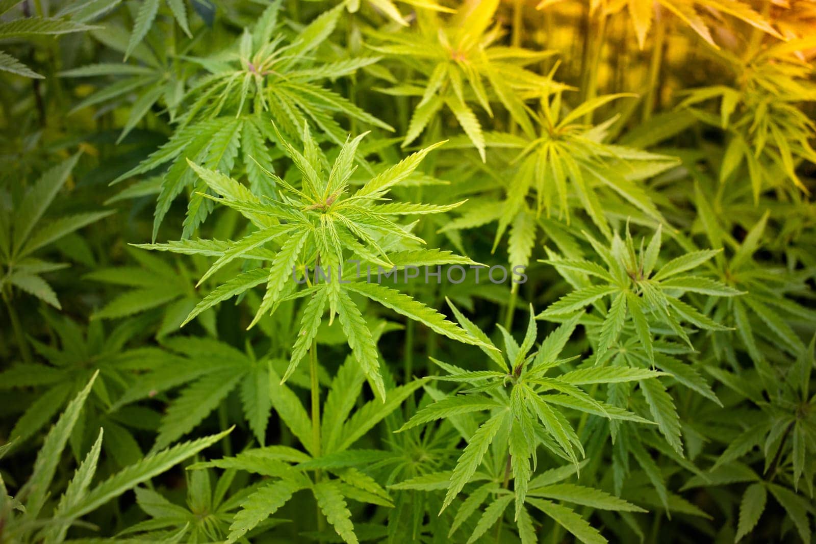 Cannabis plant at outdoor farm field