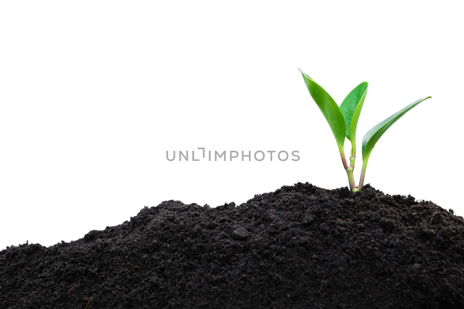 Seedling and plant growing in soil isolated on white background and copy space for insert text