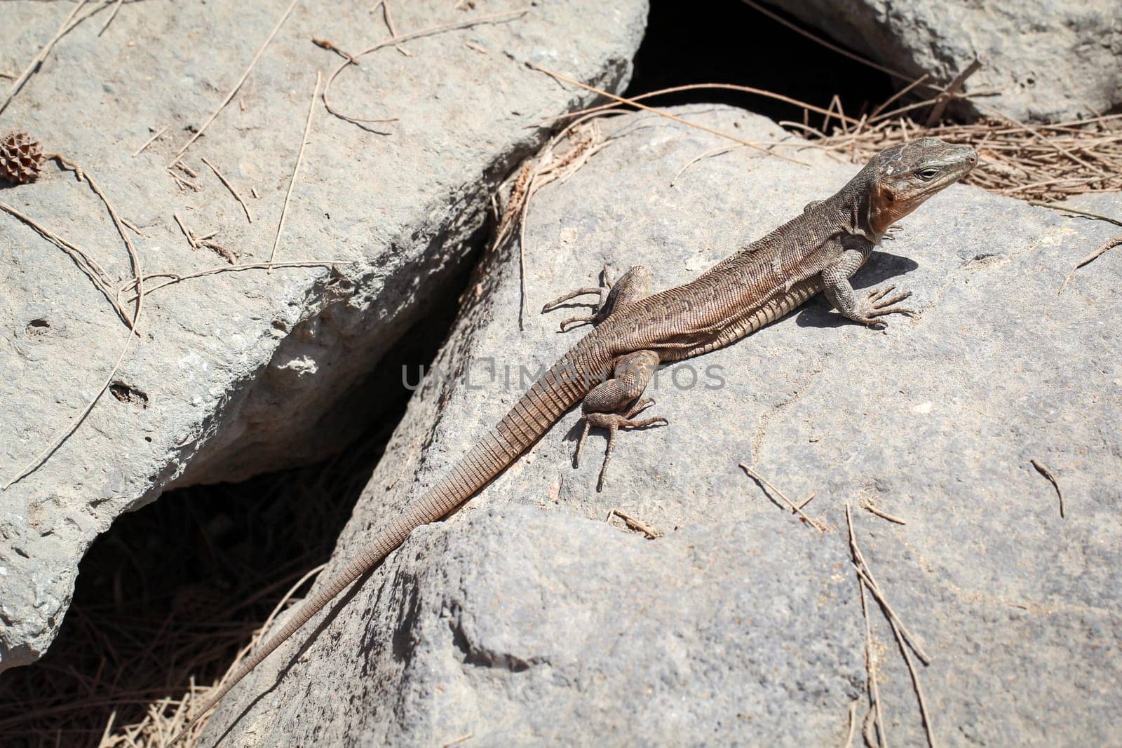 detail of a lizard in the sun on a stone