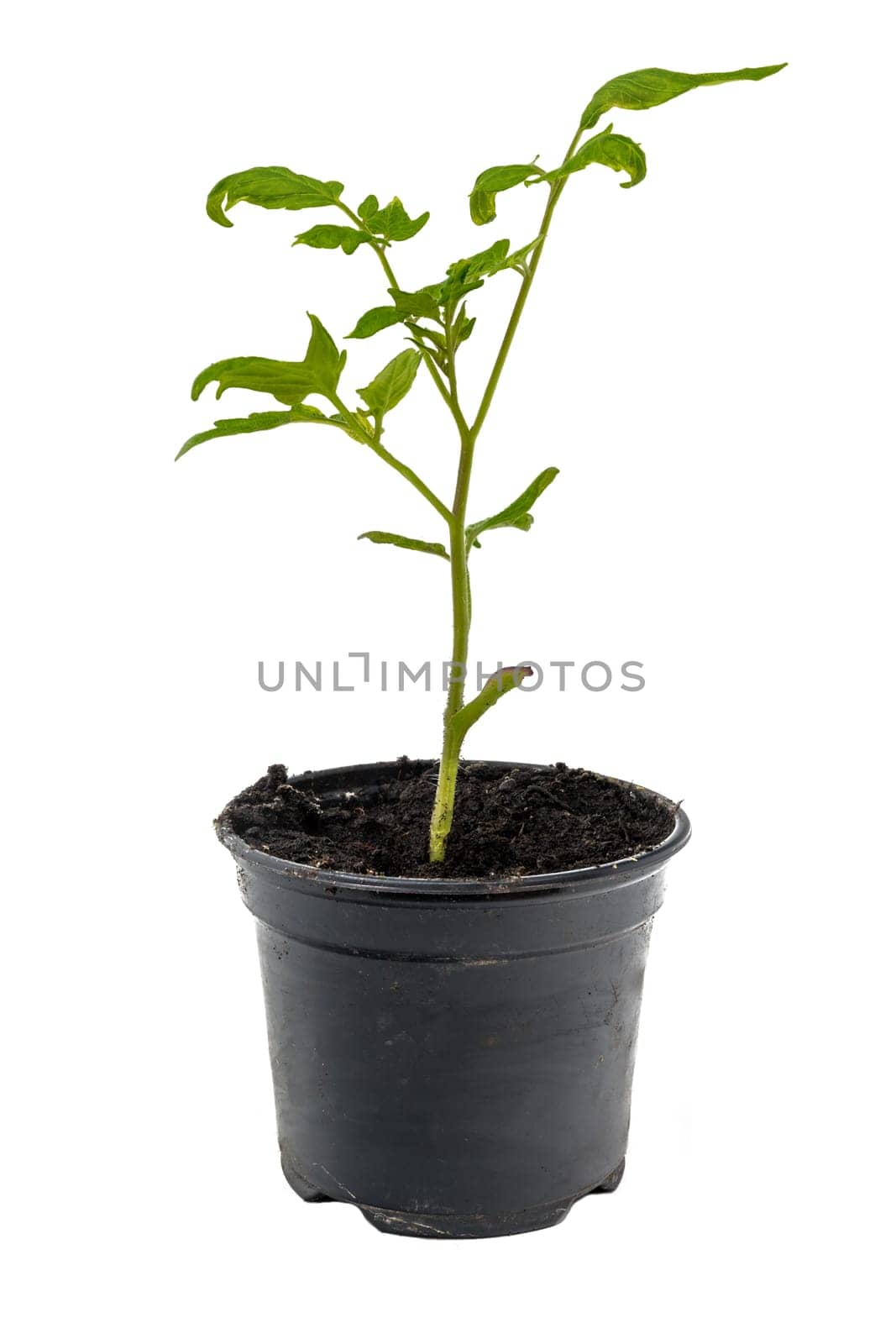 Young tomato plant in a flowerpot isolated on white