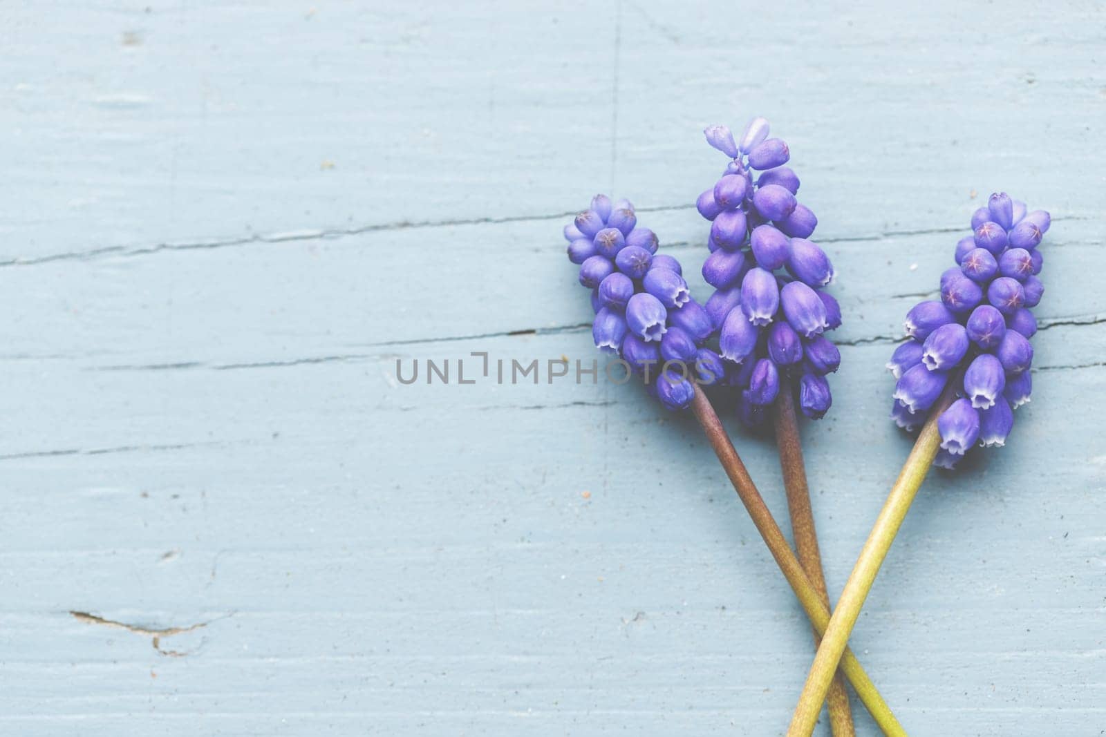 Violet grape hyacinths on a rustic wood background.