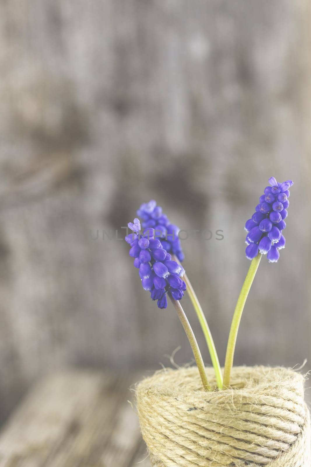 Violet grape hyacinths on a rustic wood background.