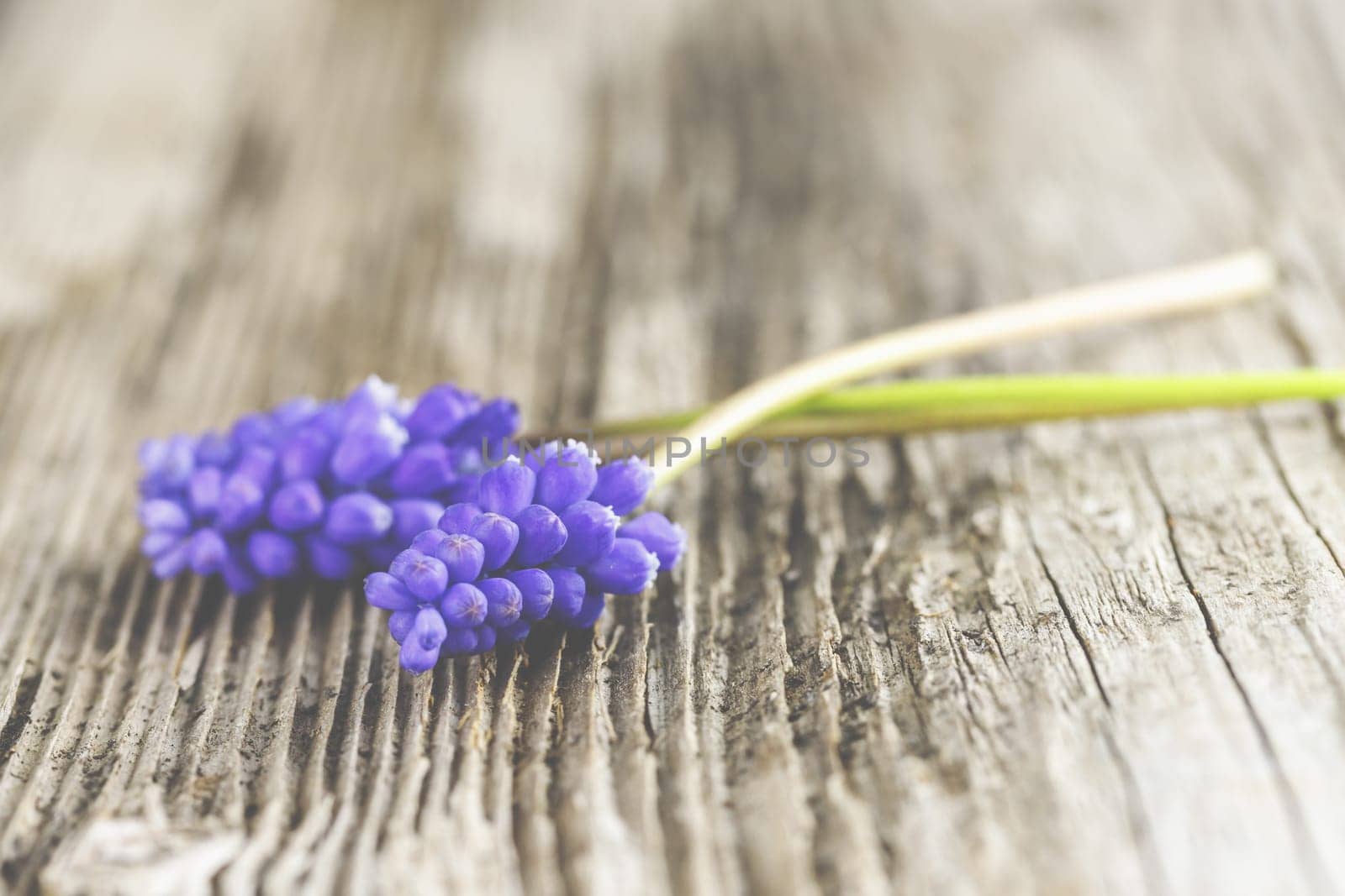 Violet grape hyacinths on a rustic wood background.