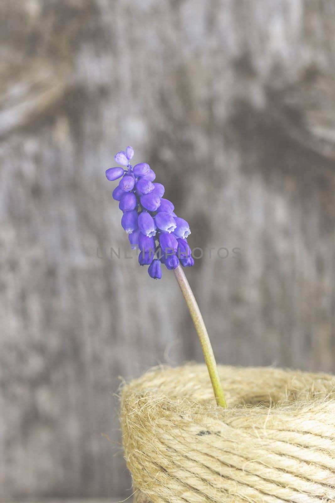 Violet grape hyacinths on a rustic wood background.