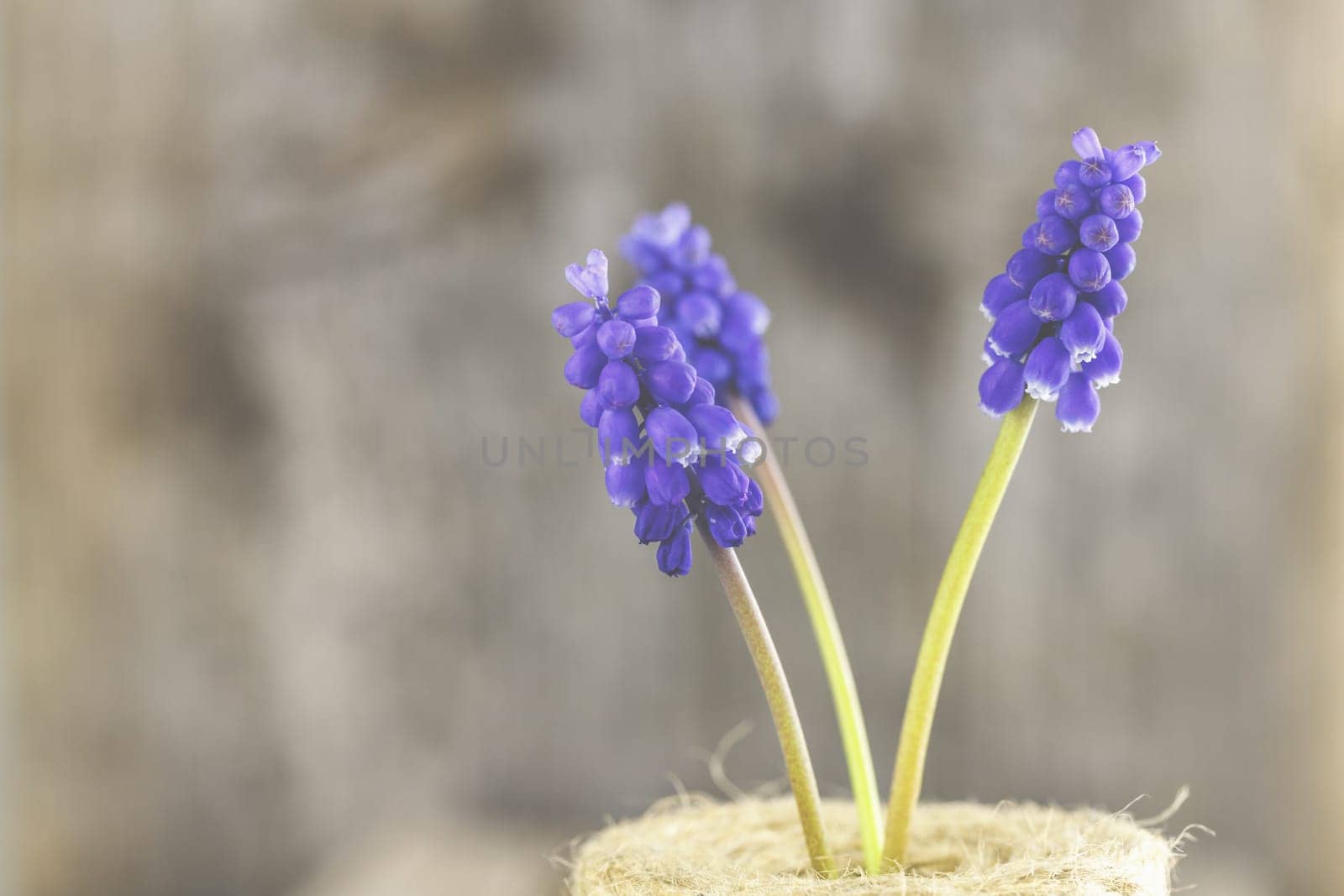 Violet grape hyacinths on a rustic wood background.