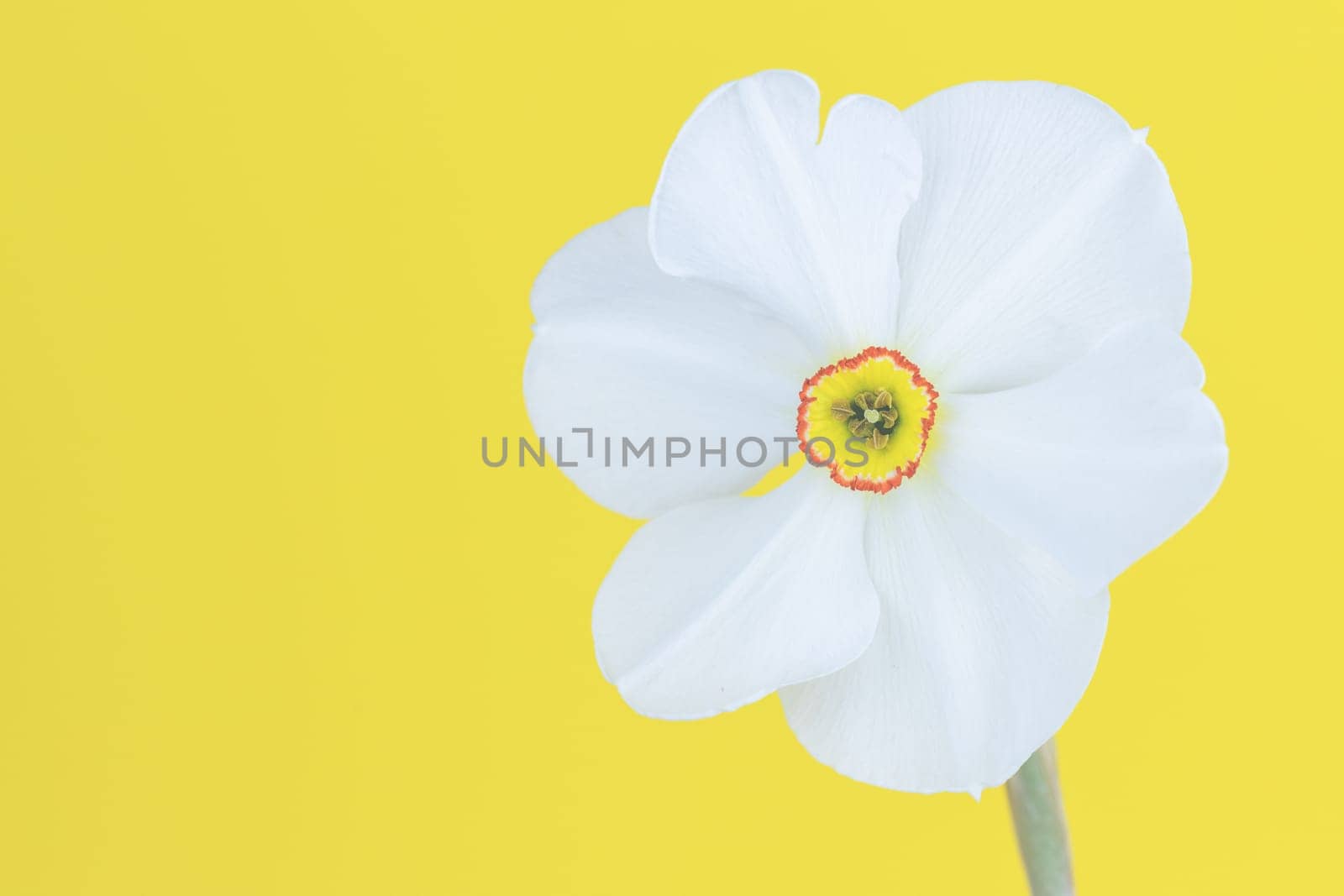 A white daffodil, daffodil in front of yellow background, close-up.