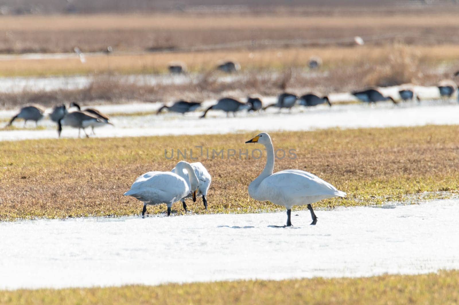 Whooper swans Eating in Partly Snowy Field.