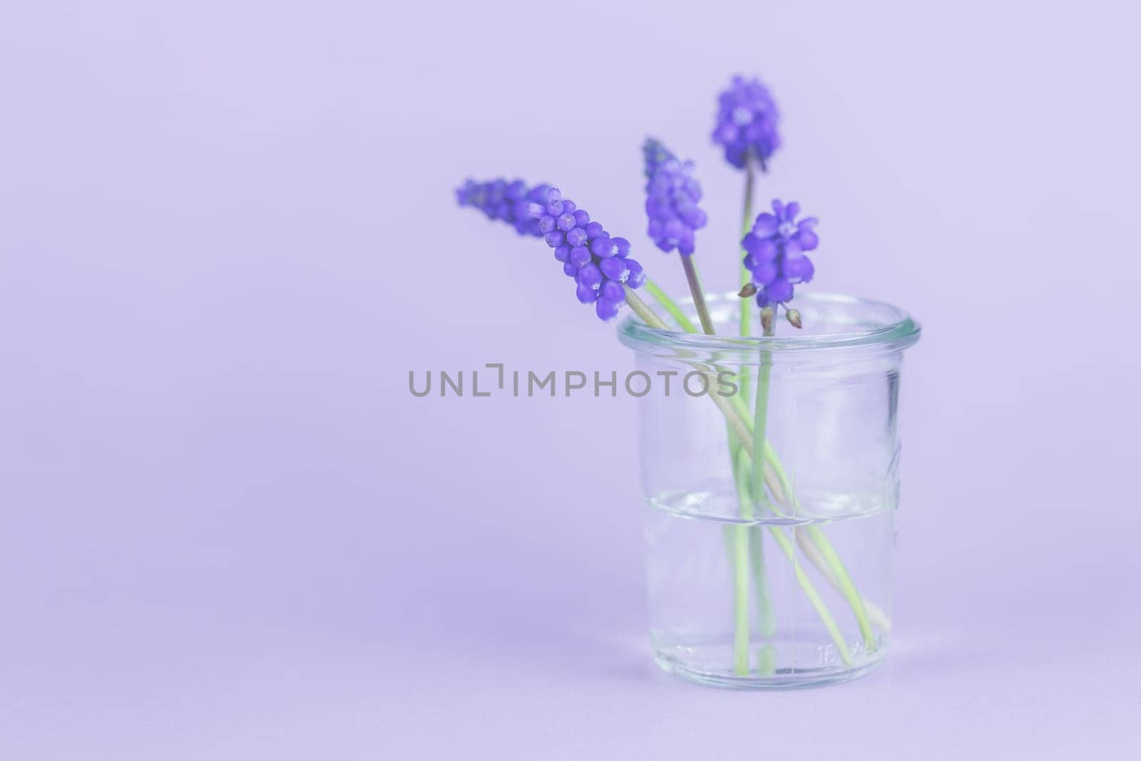 Purple grape hyacinths with copy space, template, background