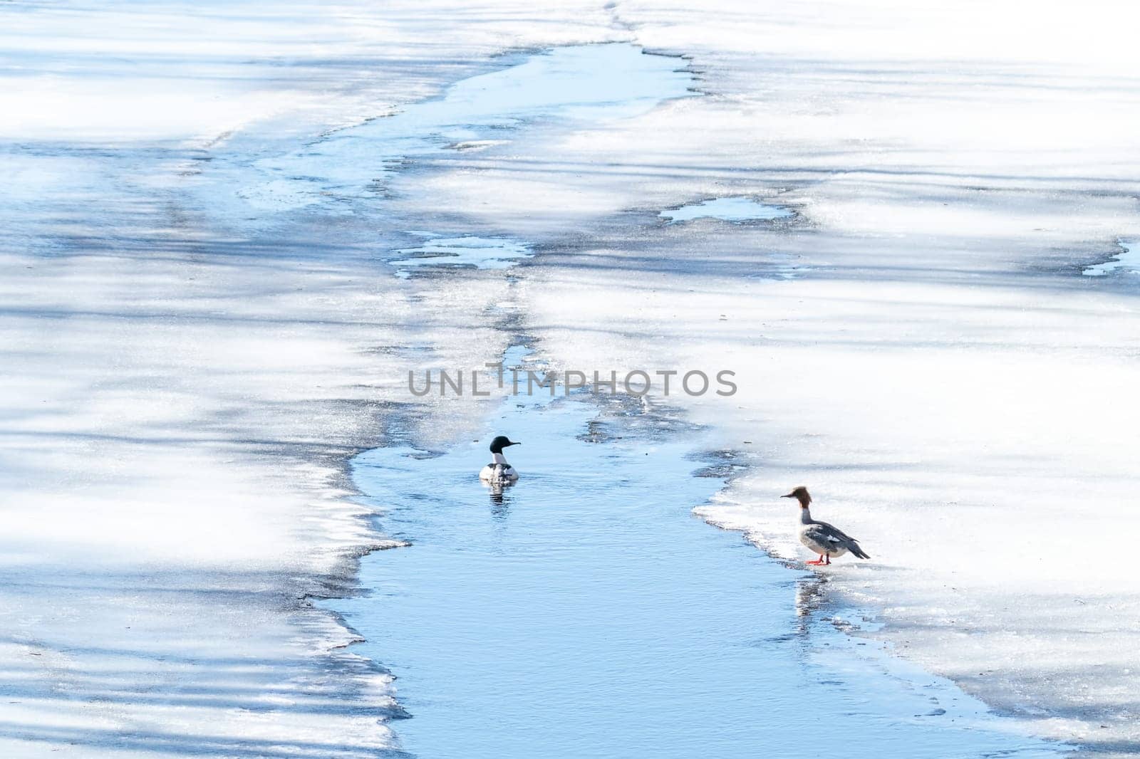 Pair of Common Merganser on ice and in water.