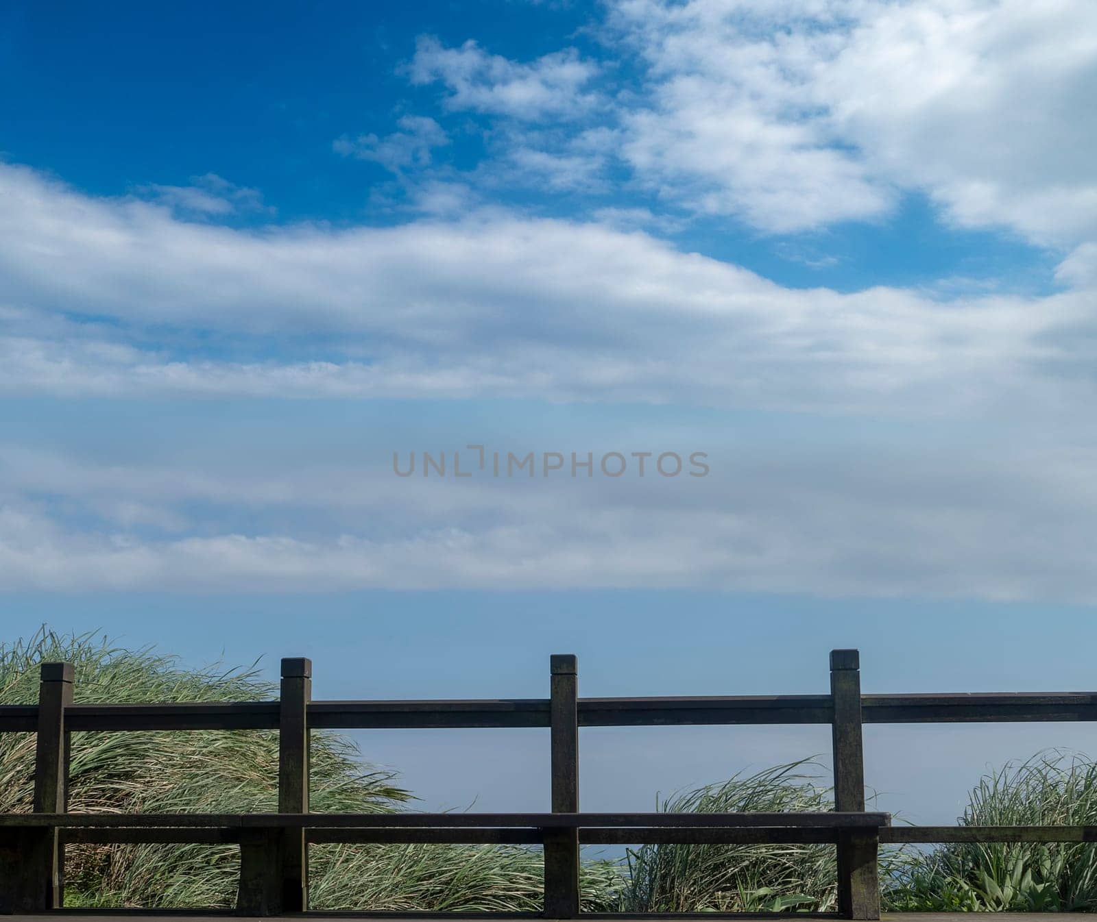 The Miscanthus on the Cao Ling Ancient Trail in the northeast corner of Taiwan