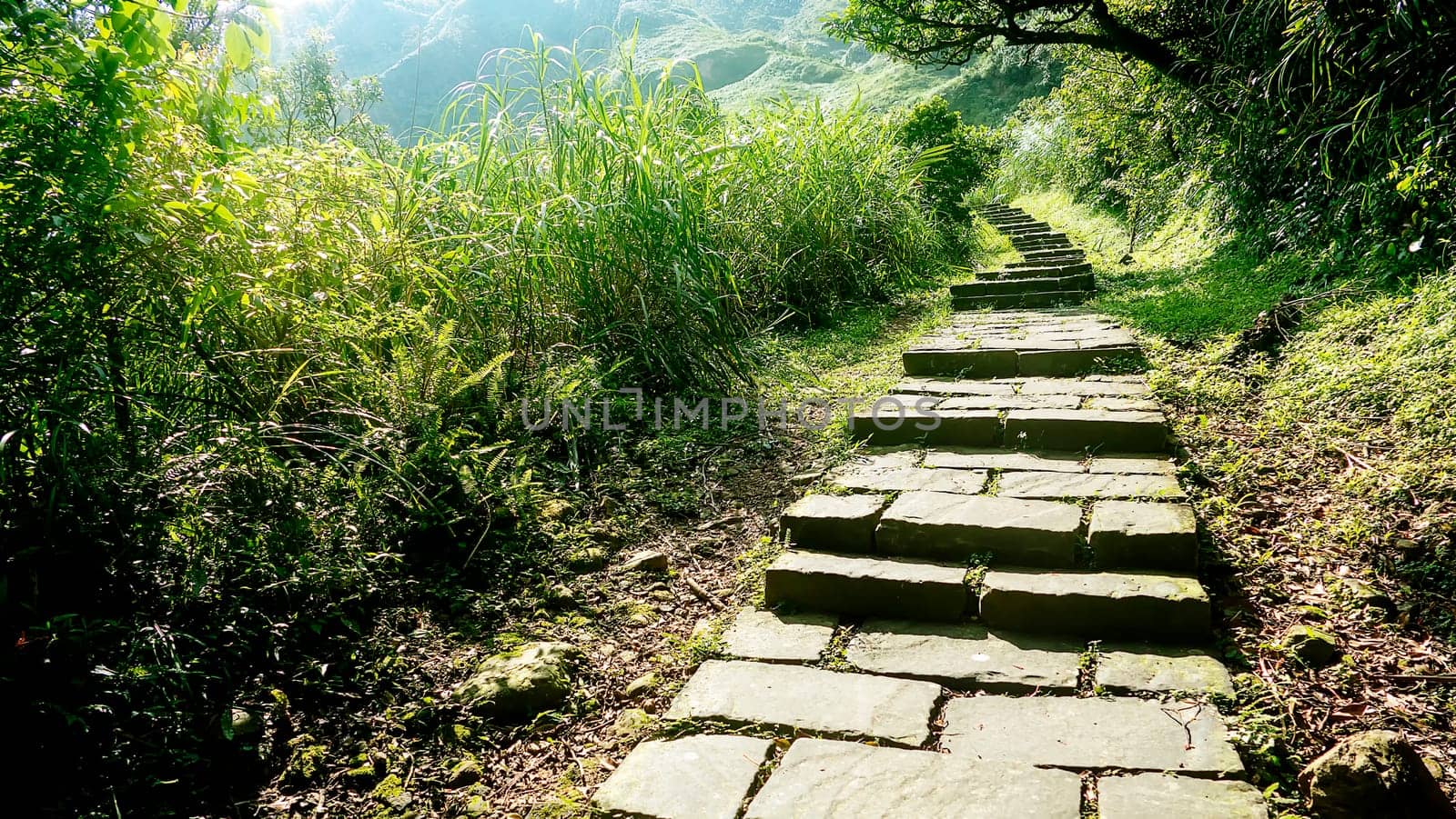 The Miscanthus on the Cao Ling Ancient Trail in the northeast corner of Taiwan