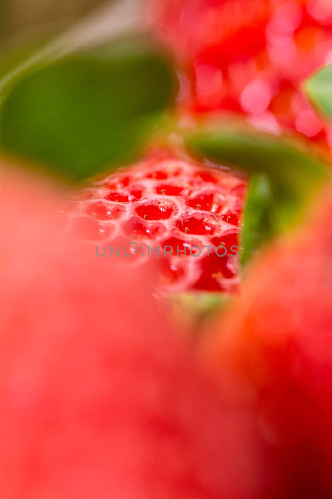 strawberry in closeup