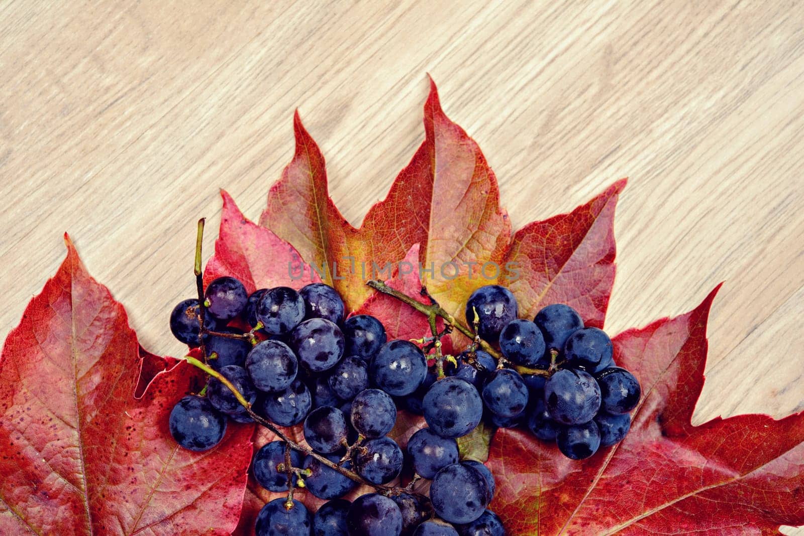 autumn still life- grapes and wine leaves on wooden ground