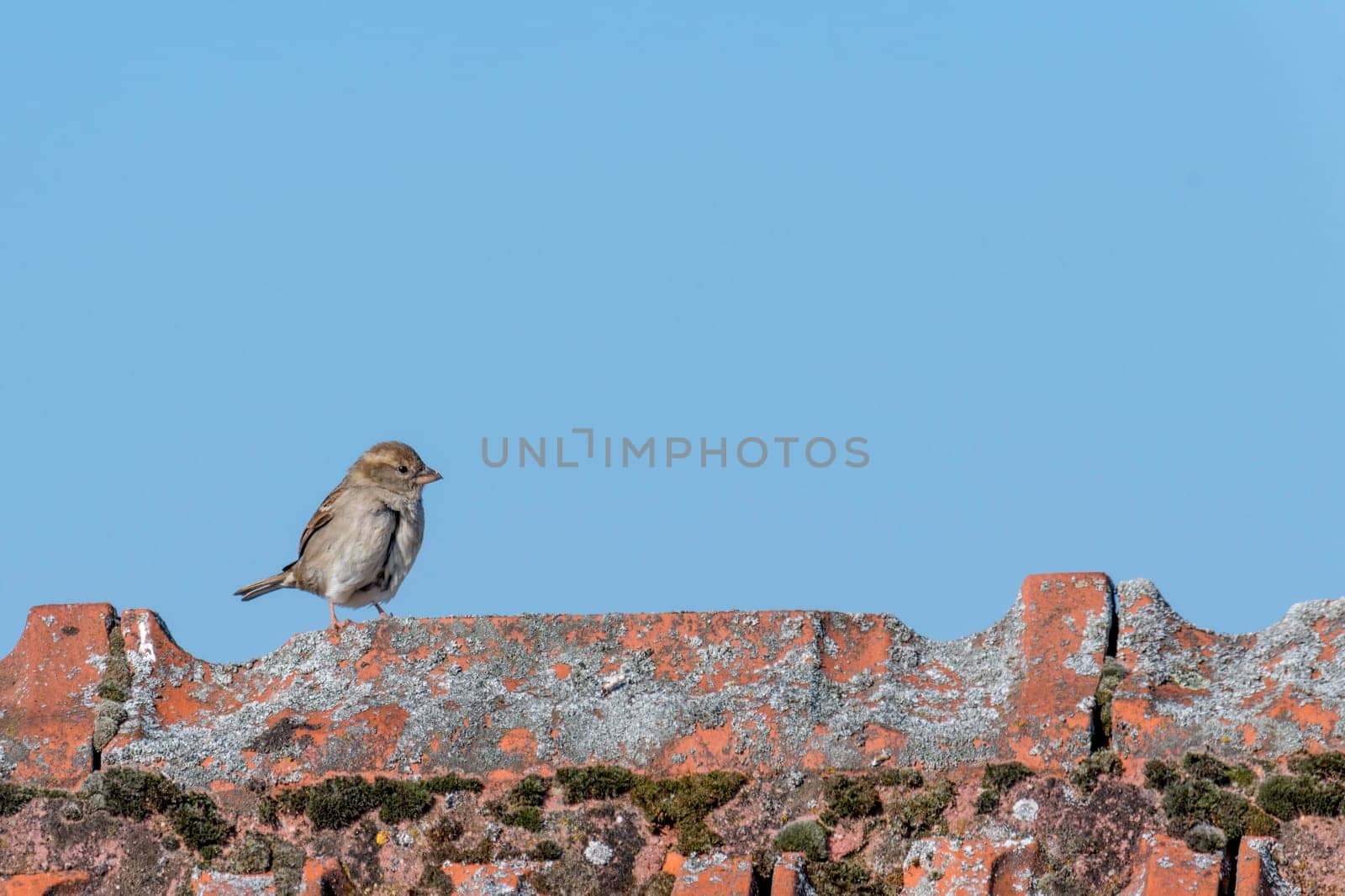 sparrow walks over a roof ridge in front of a blue sky