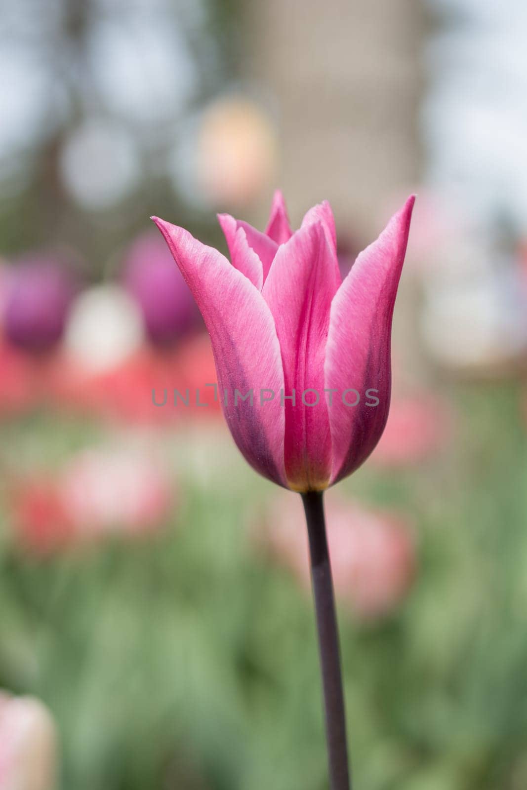 Outstanding colorful tulip flower bloom in the spring  garden
