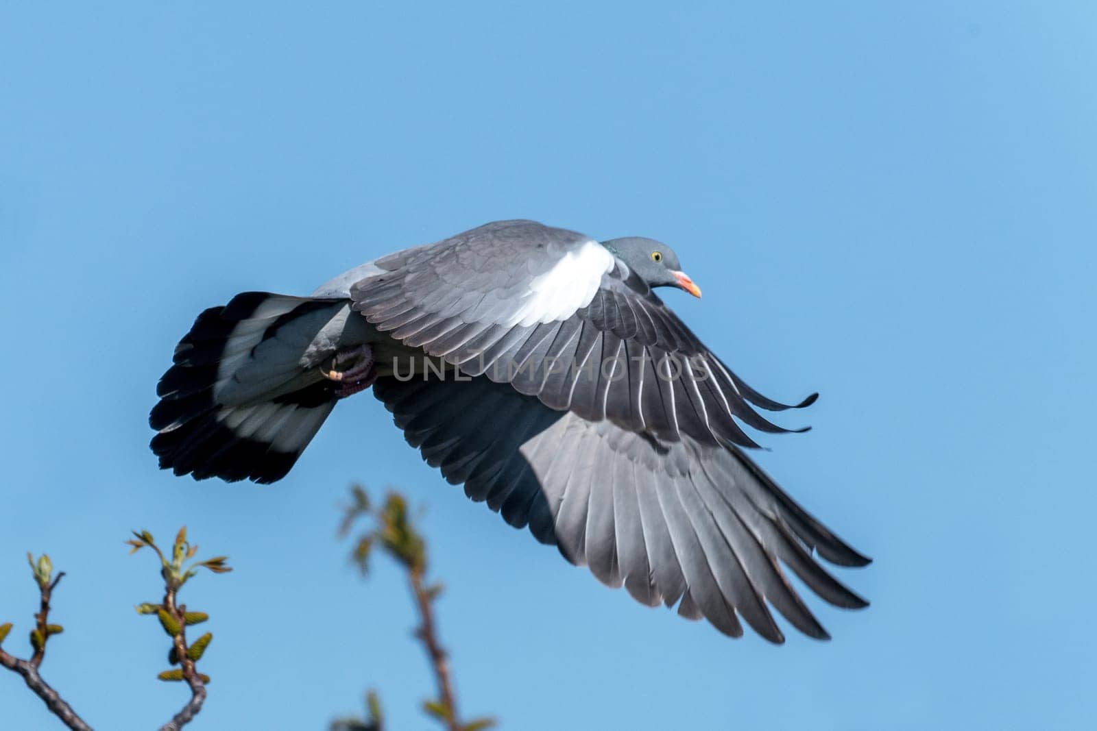 Flying wood pigeon with disheveled feathers in front of blue sky