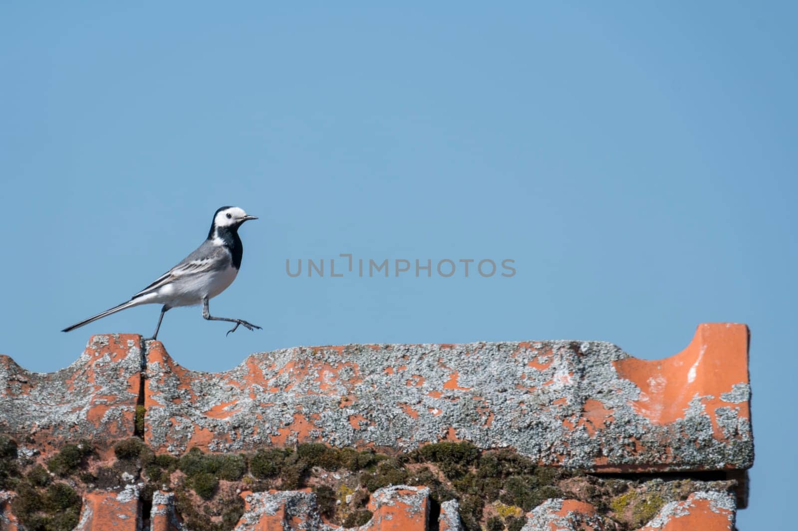 Wagtail walks over a roof ridge in front of a blue sky