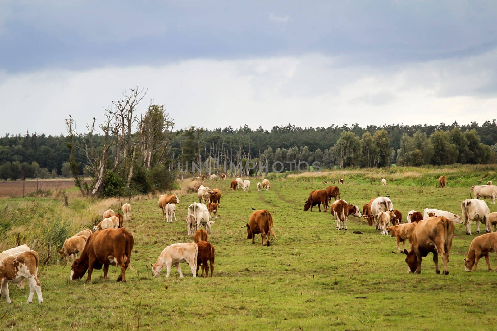 Cows in the pasture