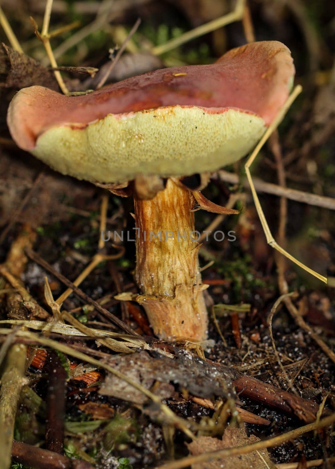 a close up of a mushroom in the forest