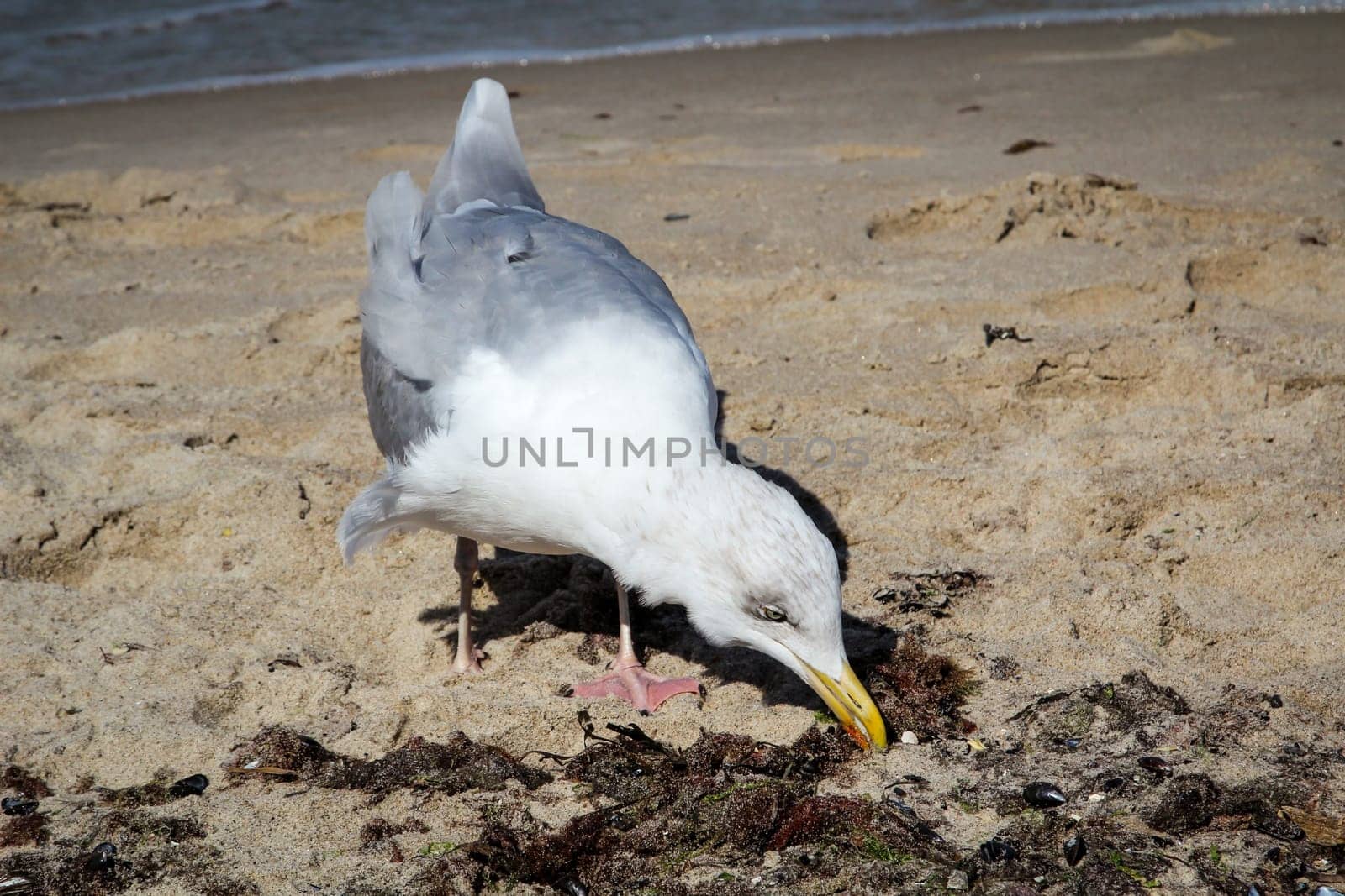 a seagull on the beach of the baltic sea