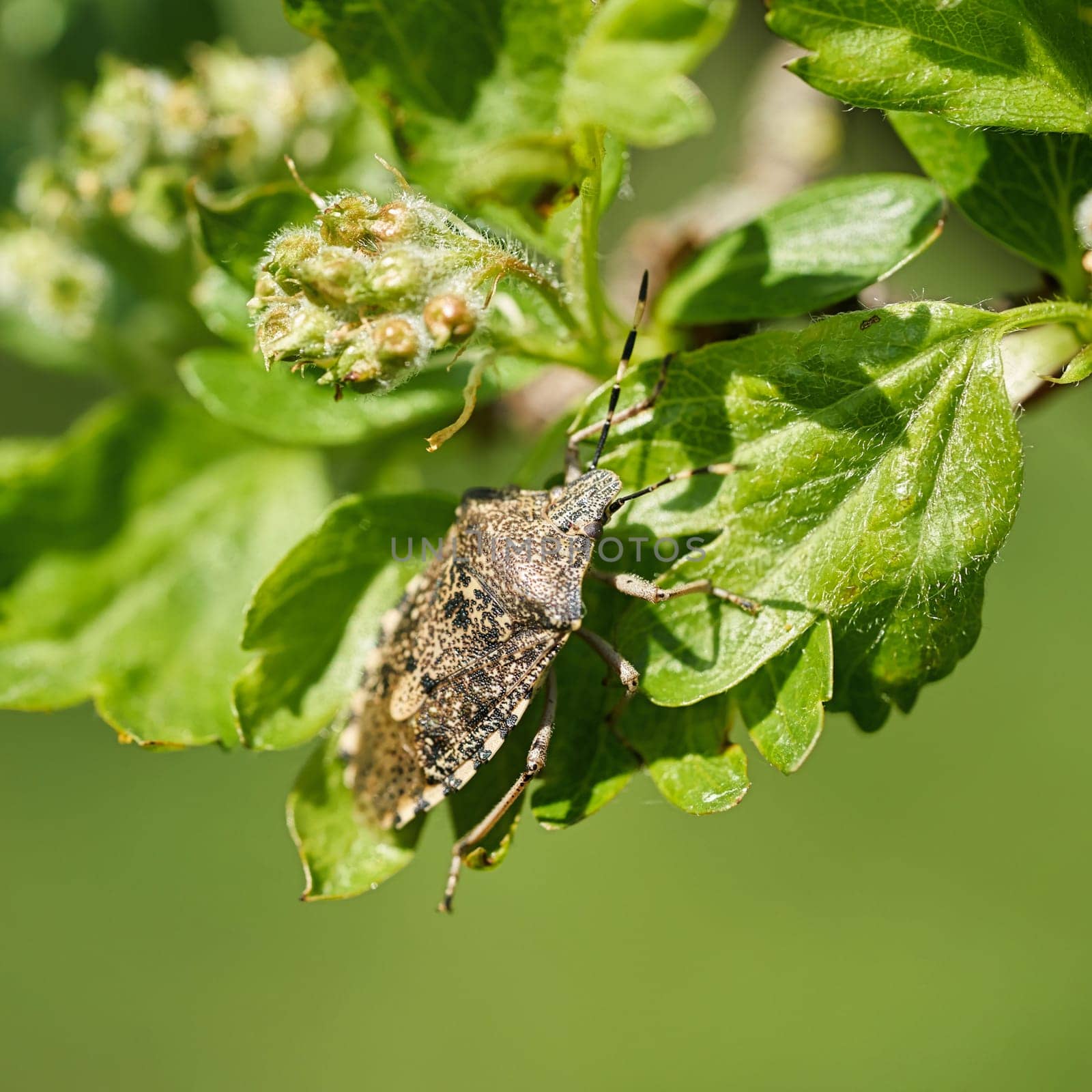 Mottled Shieldbug (Rhaphigaster nebulosa) on a hawthorn in spring